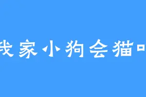 我家小狗会猫叫