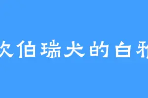 喜欢伯瑞犬的白雅儿